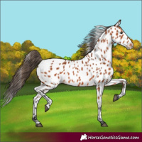 Horse Color:Bay Appaloosa 