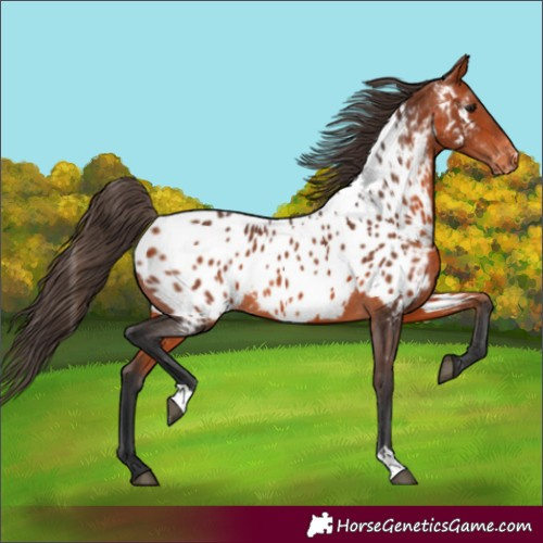 Horse Color:Bay Near Leopard 