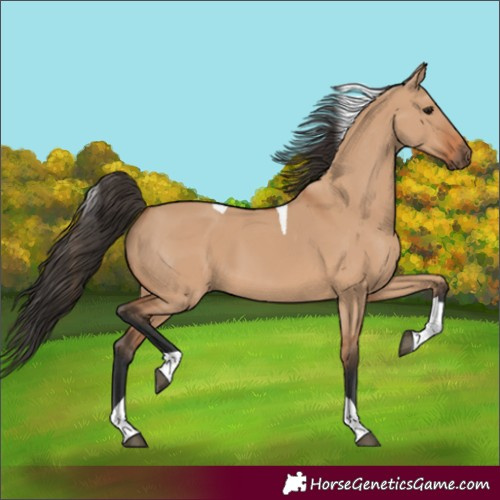 Horse Color:Bay Dun Tobiano 