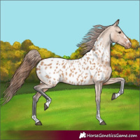 Horse Color:Bay Dun Appaloosa 