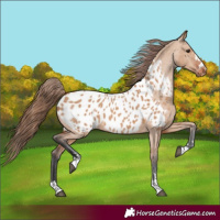 Horse Color:Bay Dun Appaloosa 