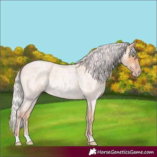 Horse Color:Silver Amber Champagne Roan Rabicano 