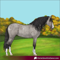 Horse Color:Smoky Grullo Roan Rabicano 