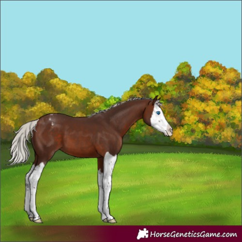 Horse Color:Unknown 