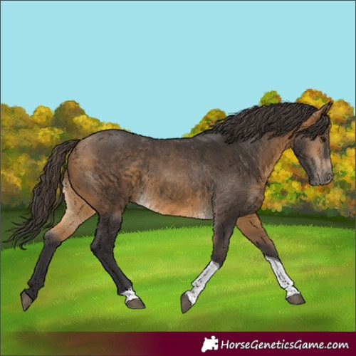 Horse Color:Buckskin Tobiano