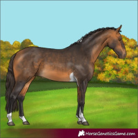 Horse Color:Buckskin Tobiano 