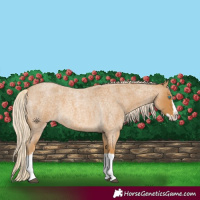 Horse Color:Palomino Roan Splash 