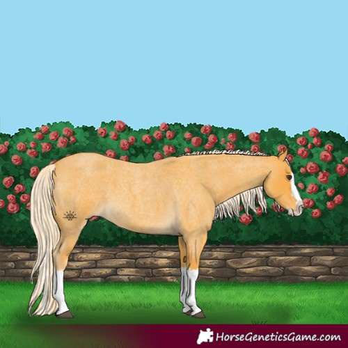 Horse Color:Palomino Roan Splash 