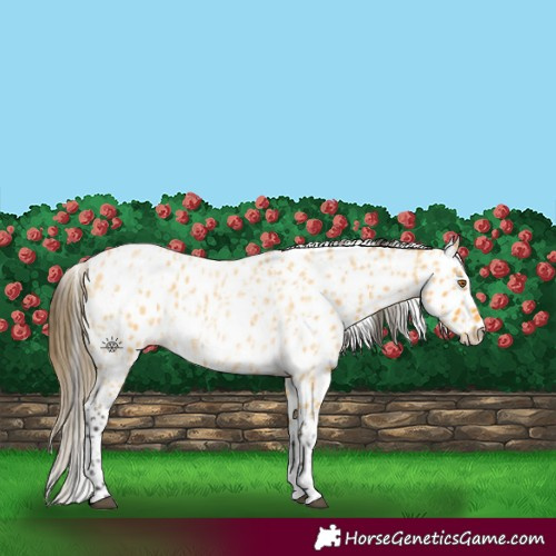 Horse Color:Buckskin Roan Appaloosa  and Buckskin Roan Appaloosa 