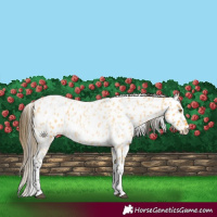 Horse Color:Buckskin Roan Appaloosa and Buckskin Roan Appaloosa