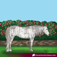 Horse Color:Liver Chestnut Sabino Splash Varnish  and Liver Chestnut Sabino Splash Varnish 