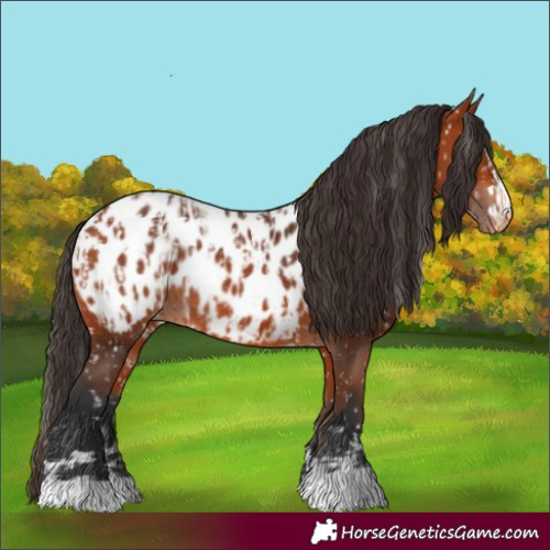 Horse Color:Bay Appaloosa and Bay Appaloosa