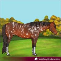 Horse Color:Bay Appaloosa  and Bay 