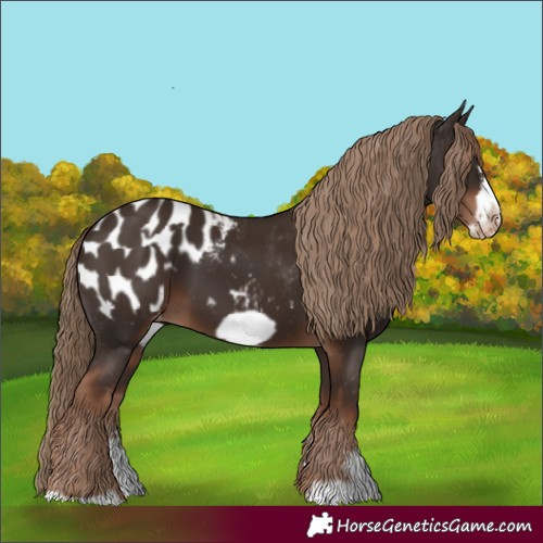 Horse Color:Liver Chestnut Sabino Splash Appaloosa  and Liver Chestnut Sabino Splash Frame Appaloosa 