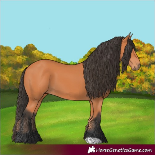 Horse Color:Bay 
