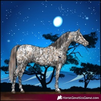 Horse Color:Bay Dun Appaloosa  and Black Appaloosa 