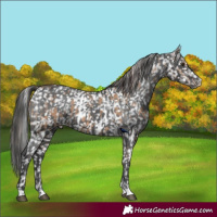 Horse Color:Bay Dun Appaloosa  and Black Appaloosa 