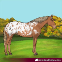 Horse Color:Chestnut Appaloosa
