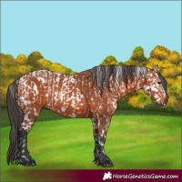 Horse Color:Bay Appaloosa  and Bay 