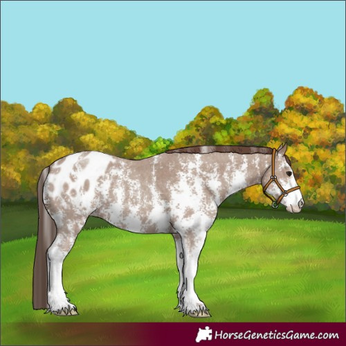 Horse Color:Classic Champagne Sabino Blanket 
