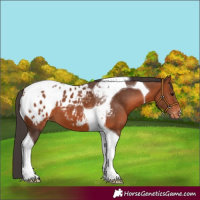 Horse Color:Bay Tobiano Blanket