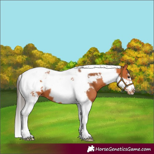 Horse Color:Bay Tobiano Frame Appaloosa