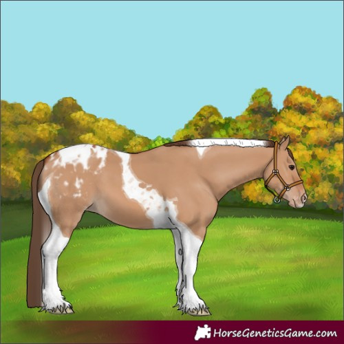 Horse Color:Bay Dun Tobiano Blanket 