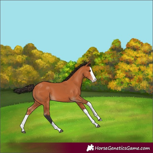 Horse Color:Bay Splash 