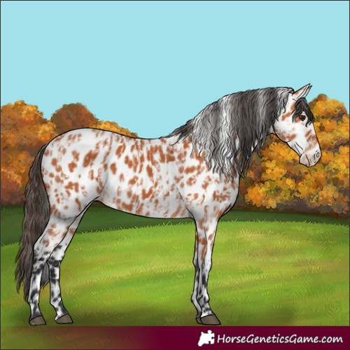 Horse Color:Bay Leopard  and Bay Leopard 