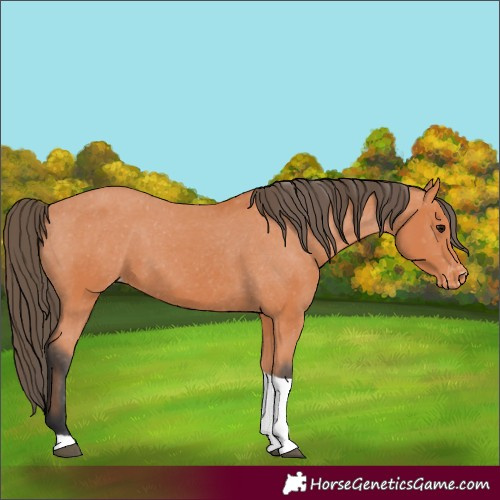 Horse Color:Bay Tobiano Appaloosa