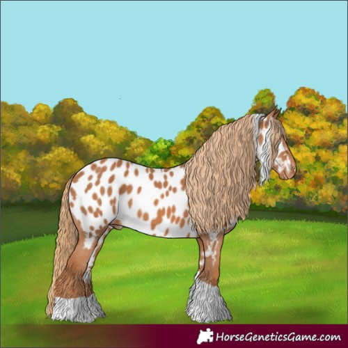 Horse Color:Chestnut Tobiano Appaloosa