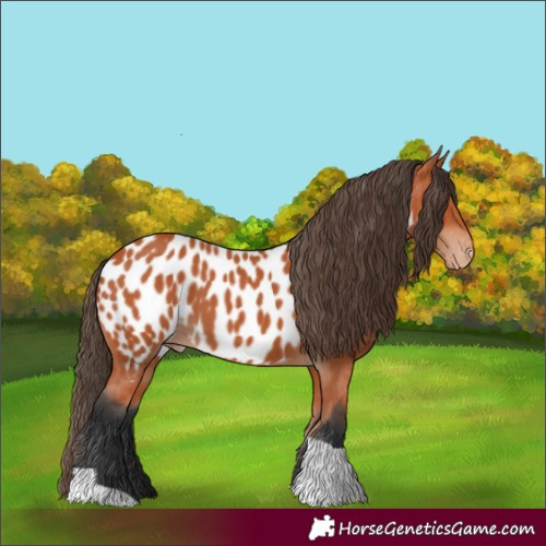 Horse Color:Bay Tobiano Appaloosa