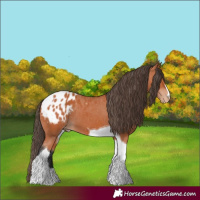 Horse Color:Bay Tobiano Appaloosa 