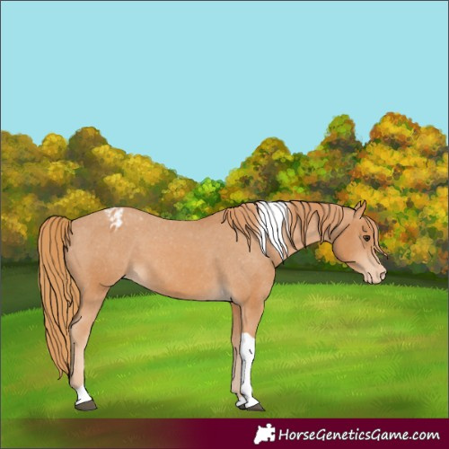 Horse Color:Chestnut Tobiano Appaloosa