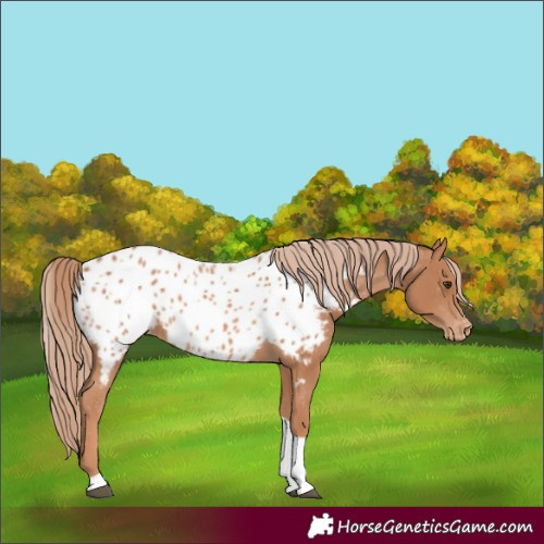 Horse Color:Chestnut Tobiano Appaloosa
