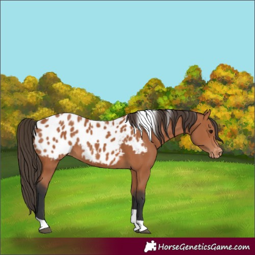 Horse Color:Bay Tobiano Appaloosa 