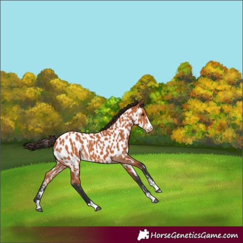 Horse Color:Bay Appaloosa