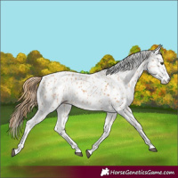 Horse Color:Chestnut Appaloosa  and Chestnut Splash Appaloosa 