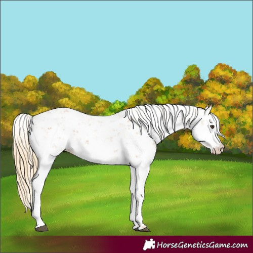 Horse Color:Chestnut Sabino 