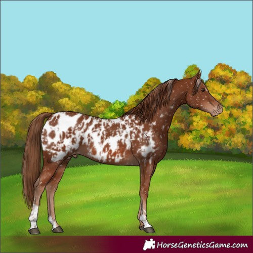 Horse Color:Chestnut Appaloosa  and Chestnut Appaloosa 
