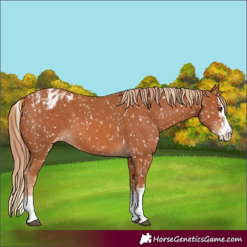 Horse Color:Chestnut Appaloosa  and Chestnut Splash Appaloosa 