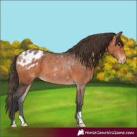 Horse Color:Bay Appaloosa