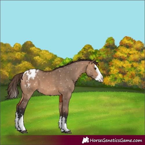 Horse Color:Bay Dun Blanket and Bay Dun Splash Blanket