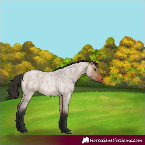 Horse Color:Bay Roan Dun 