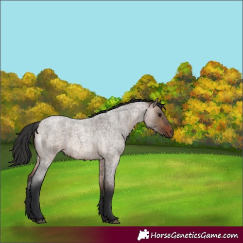 Horse Color:Brown Roan Dun 