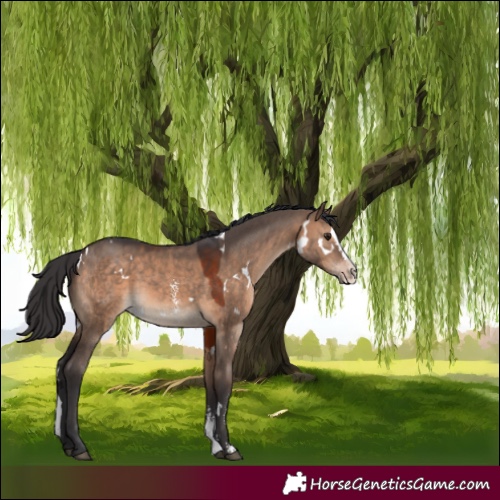 Horse Color:White Spotted Brown Dun Sabino Splash Rabicano 