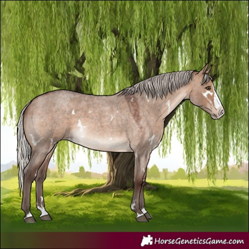 Horse Color:White Spotted Silver Brown Roan Dun Splash Rabicano