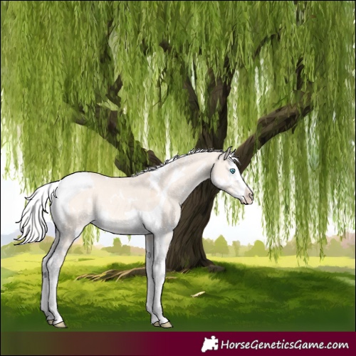 Horse Color:White Spotted Silver Perlino Dun Splash Tobiano Rabicano 
