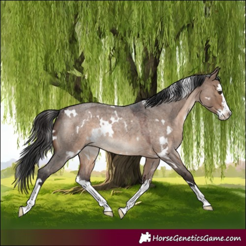 Horse Color:White Spotted Brown Roan Dun Splash Rabicano 