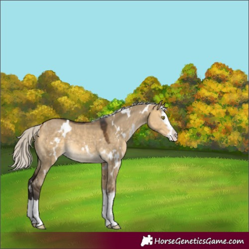Horse Color:White Spotted Silver Buckskin Dun Splash Rabicano 